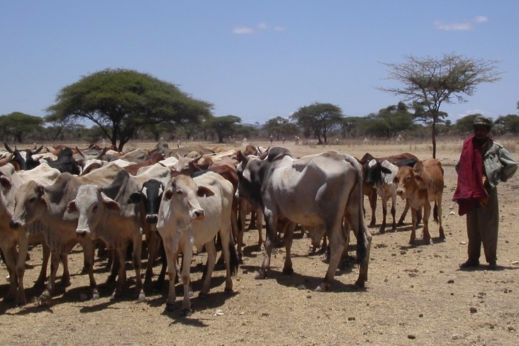 The PRIME project will help pastoralists reach livestock markets, transition to new livelihoods, and adapt to climate change.