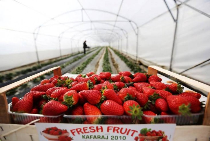 Box of strawberries and interior of greenhouse