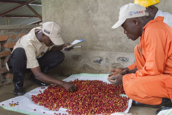 Cleaning coffee cherries at a washing station in South Kivu, DRC. 
