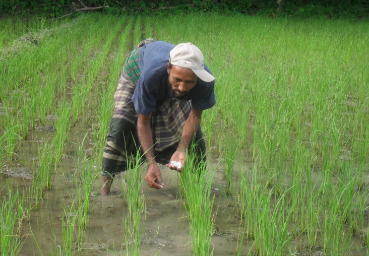 Farmer using Urea Deep Placement Technology at the rice field