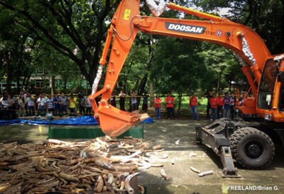 Construction equipment crushes five tons of seized ivory in the Philippines. 