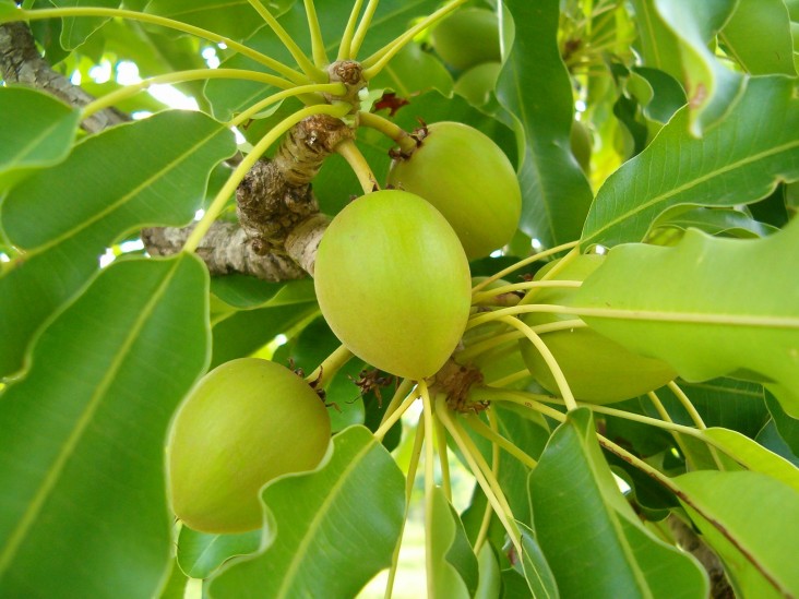 Shea nuts are gathered and processed into butter for use in cosmetics and confectionery