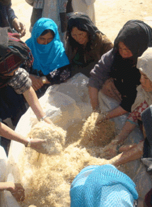 Women mix straw with urea and water to increase the straw’s nutritional value and create feed reserves that will sustain livesto