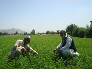 A farmer examines his crop of alfalfa grown with the support of USAID.