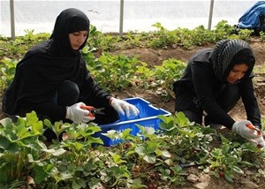 Two women work in one of the greenhouses established by USAID.