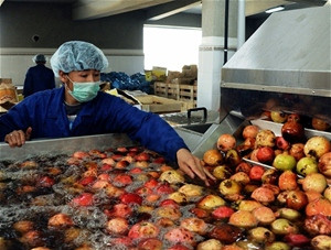 A worker inspects pomegranates before the fruit is turned into juice concentrate.