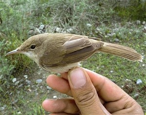 The large-billed reed warbler is just one example of the many rare or unusual species that make the beautiful Wakhan Corridor ev