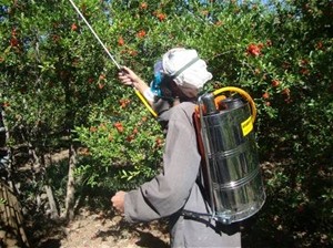 USAID/AVIPA’s insect-fighting spray saves the livelihoods of thousands of Kandahari orchard farmers.