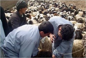 VFU staff members treat a flock of sheep