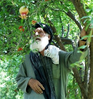 Hajji Baba admires a pomegranate tree in his orchard.