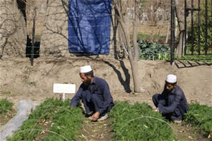 Farmers on a commercial production farm.