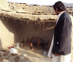 An agriculture advisor monitors the assembly of chicken coops that will house chickens distributed to impoverished women in Mend