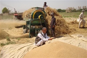 A man inspects a pile of recently threshed wheat.