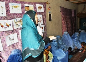 The Afghan Women’s Rehabilitation Skills Association trains women in poultry rearing and distributes 10 chickens to each partici