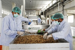 Workers at the Omaid Bahar Fruit Processing Facility, established in Kabul with USAID support, sort through mulberries from farm