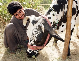 Abdul Wahab is shown with his three-year-old dairy cow, Ablaka. Livestock is an integral part of rural life, providing Afghan fa