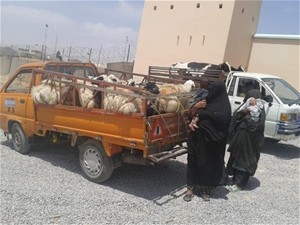 Widows collect their cows and sheep