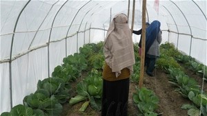 Koko Shirin checks on the cabbages growing in her greenhouse