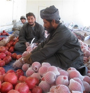 Workers sorting pomegranates for export in Kandahar Province.