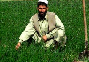 “I did not have peace of mind farming poppies,” says Almas-ullah.