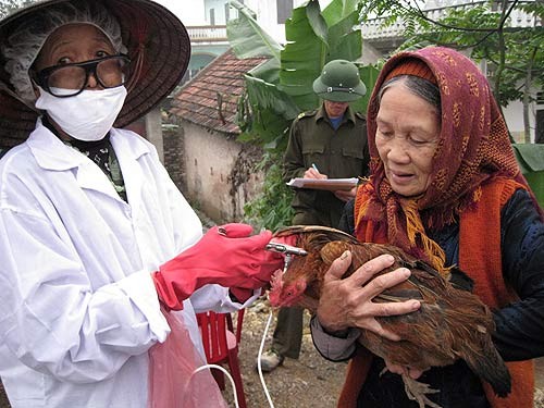 Một nông dân ở Hà Nam đem gà đến tiêm vắc xin.