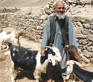 USAID's veterinary clinics helped this herdsman maintain a healthy flock of goats in Badakhshan.