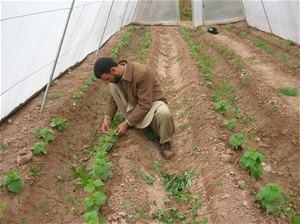 In Herat Province, farmer Mola Shah Gool earned $660 from his greenhouse last winter during a time period when he normally has n