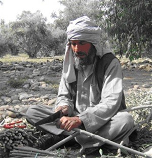 An Afghan farmer works in the olive fields of Nangarhar.
