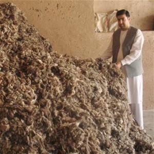 The owner of Sudais Saud inspects cashmere waiting to be packaged for export.