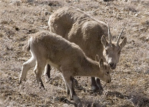 The ibex is now one of Afghanistan’s protected species.