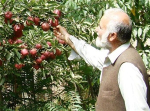 A farmer in Wardak inspects his apple crop. In early November 2009, USAID helped farmers in Wardak and Paktya export their apple