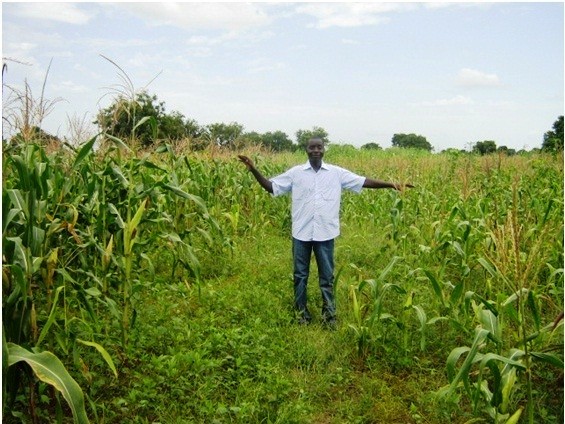 A man shows that crops grow high in an area that has used conservation farming, and low in an area that has not.
