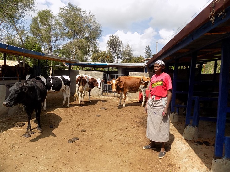Elizabeth Wangui stands next to her cows in her newly built animal shelter.