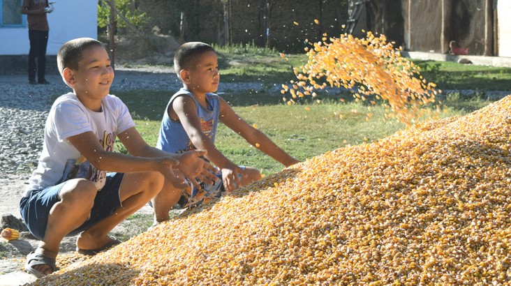 Kids enjoy playing with new maize yield that is twice as much as last year