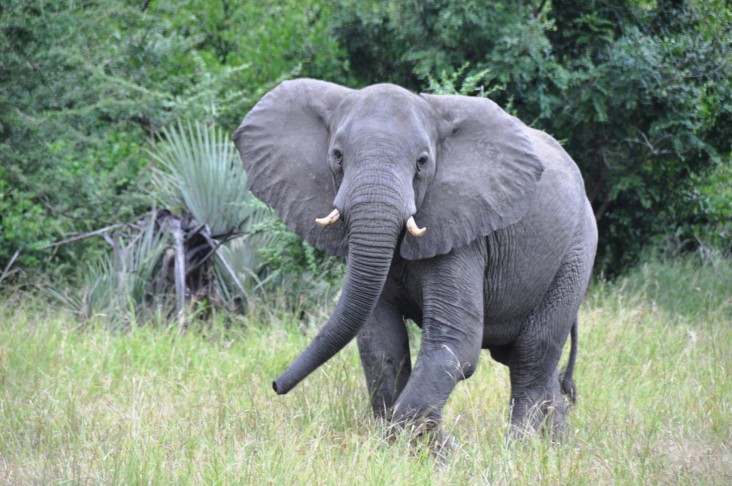 Photo of a young elephant in the bush