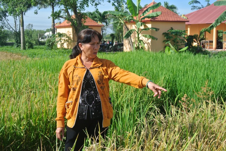 Chị Lê Thị Mỹ Dung đi thăm thửa ruộng của mình.