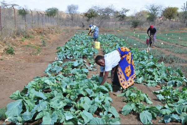 Farmers tend their crops as part of the USAID and WFP project in Kathemboni.