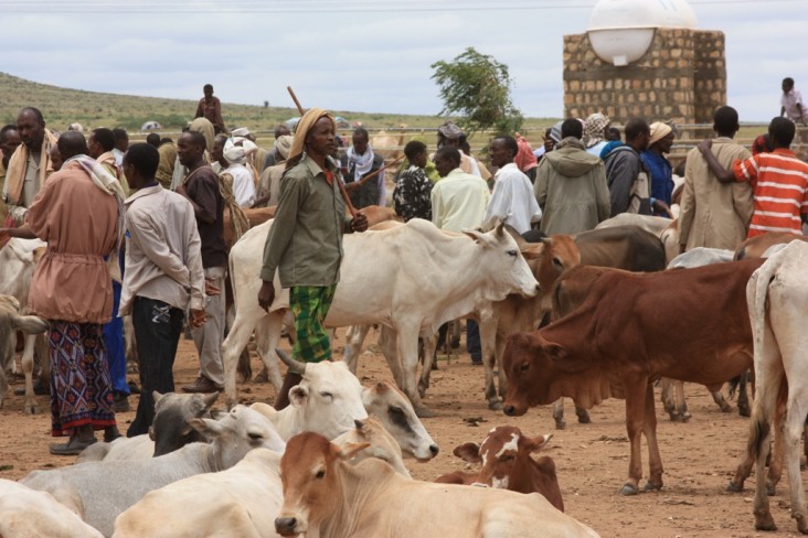 Pastoralists with cows at a market. Credit: Nena Terrell/USAID