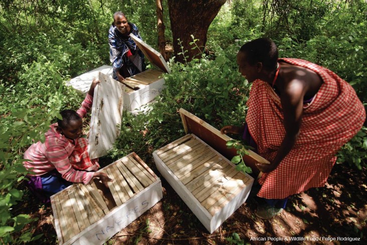 Maasai women assemble environmentally friendly beehives to hang in the Tanzanian bush. 