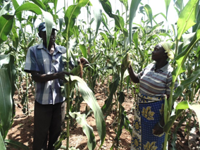 Mutua Kaite and his wife in their maize farm, grown under irrigation thanks to USAID and UN World Food Program (WFP)-supported farmer field schools. 