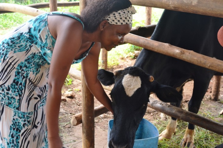 Ruth Dusabe tends to one of her cows.