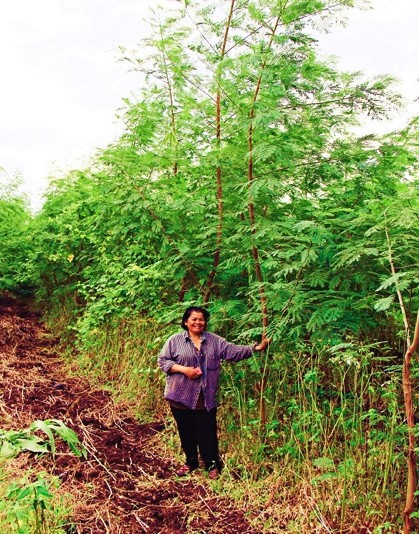 Toom Sumpaoporka stands next to one of her many leucaena trees on the family farm in Lopburi, Thailand. 