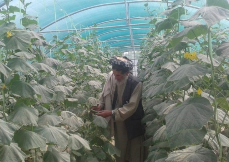 Rasool Mohammad of Zaranjo village in the greenhouse