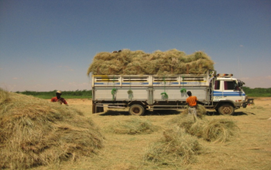 Hamsa Haji Hussain and his employees load hay for export from Berbera Port.