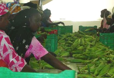 Van Oers, a green bean processing company in Senegal