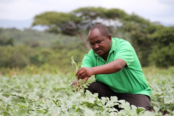 Daniel Obare tends to his watermelon 