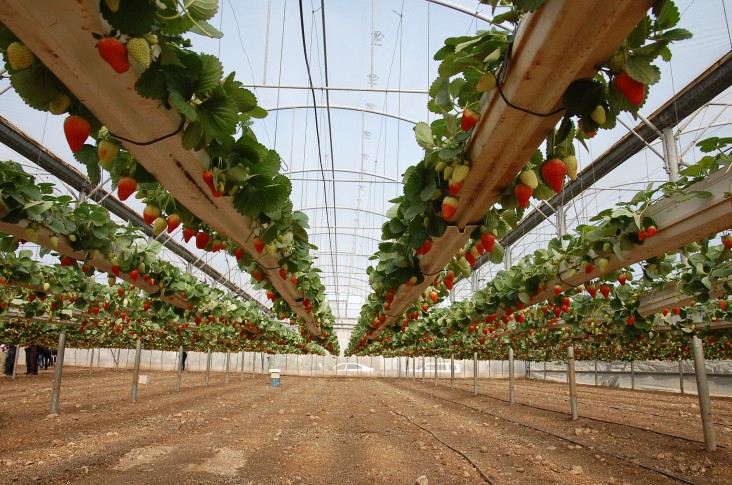 Strawberries in hanging systems in greenhouses near Tulkarem, in the West Bank