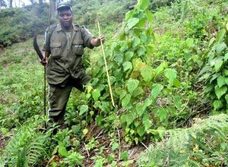 Bosco Mureritesi, WCS field botanist caring for the new forest seedlings in the regenerated plots.