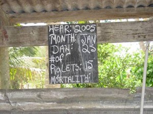 Record keeping for Jamaican pig farmers often consisted only of a chalkboard with the date, current number of pigs