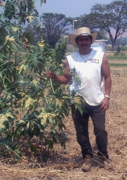 Ricardo Sosa, president of his community farmer association, surveys crops that now earn farmers 80 percent more income